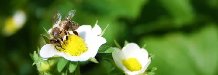 Biene auf Erdbeerblüte